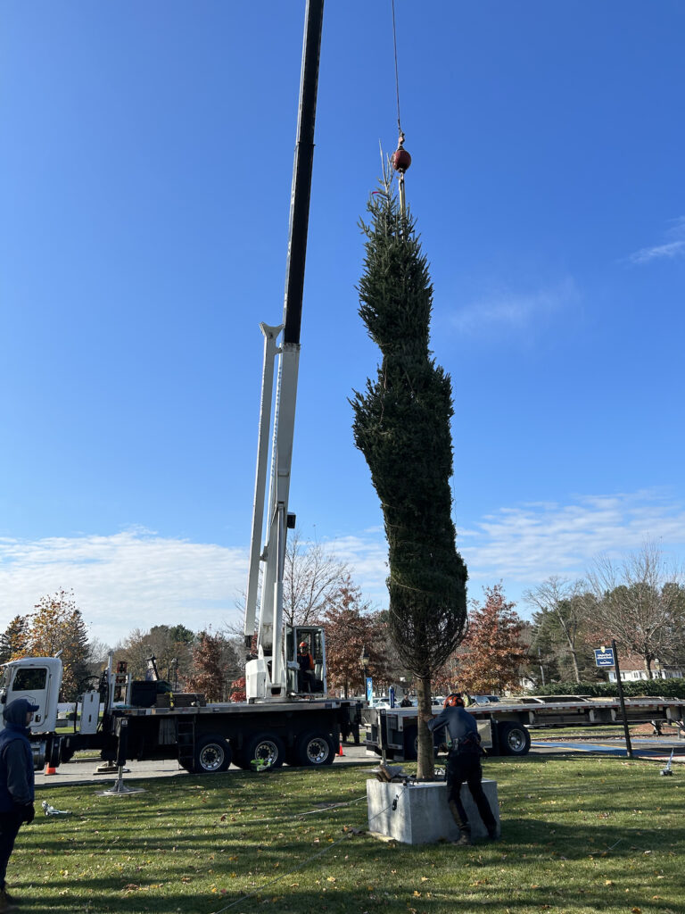 Transforming Merrimack College S Campus Into A Christmas Wonderland   IMG 0594 768x1024 